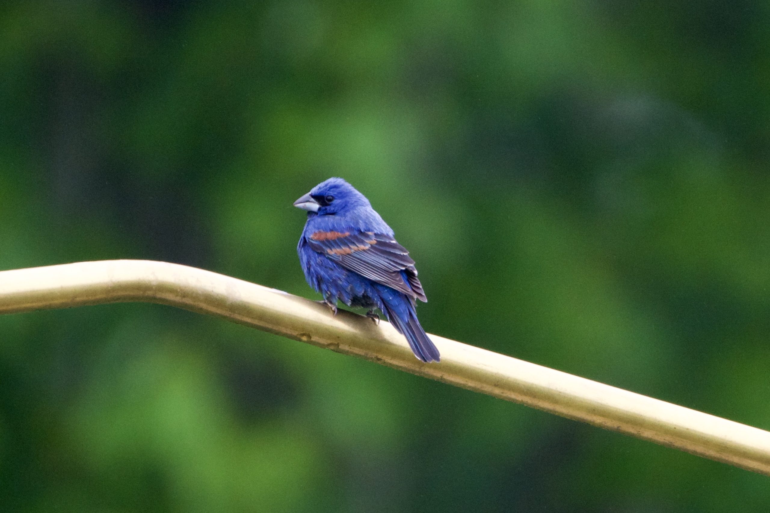 Blue Grosbeak - Coal Creek Farm