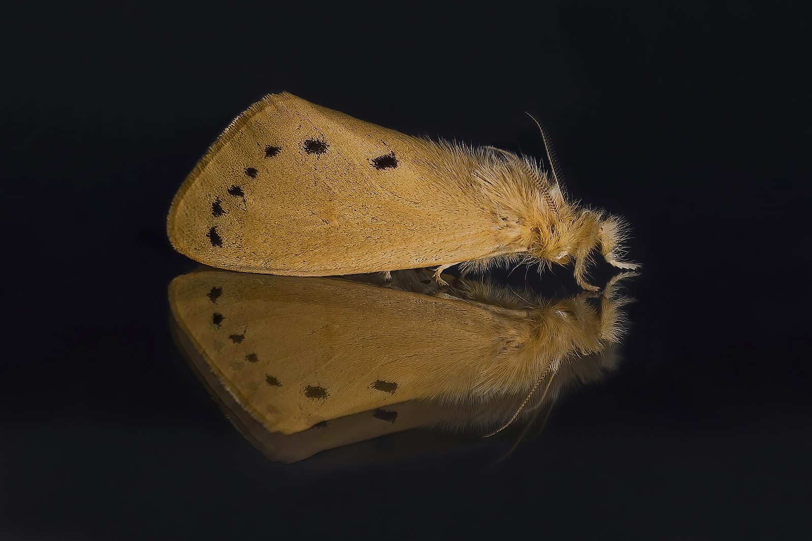 Tussock Moths - Coal Creek Farm